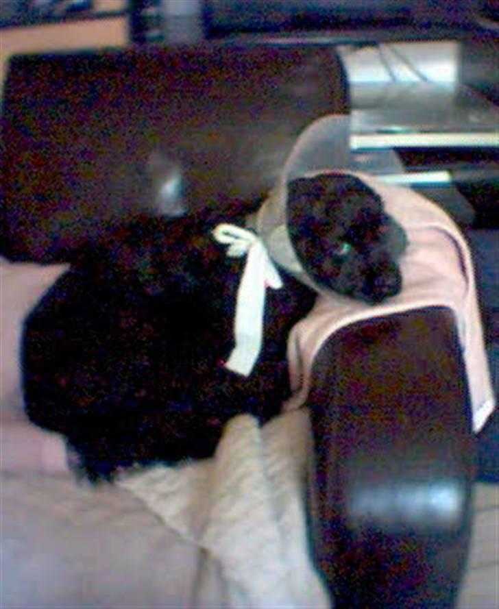 Amerikansk cocker spaniel Nala - Behøver jeg virkelig at have den her på? billede 4