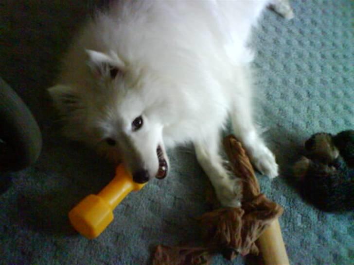 Japansk spids Pan - Pan med sit legetøj billede 5