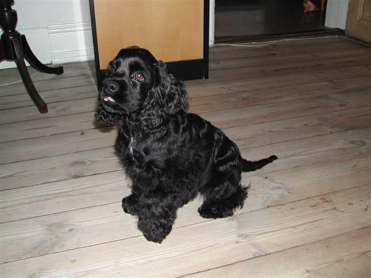 Amerikansk cocker spaniel Nala - Hvalpebillede billede 5