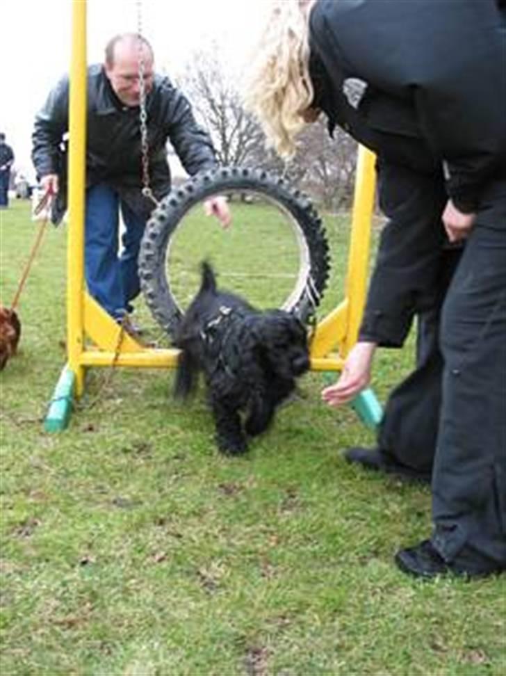 Amerikansk cocker spaniel Nala - Starten på min Agility interesse.. billede 6