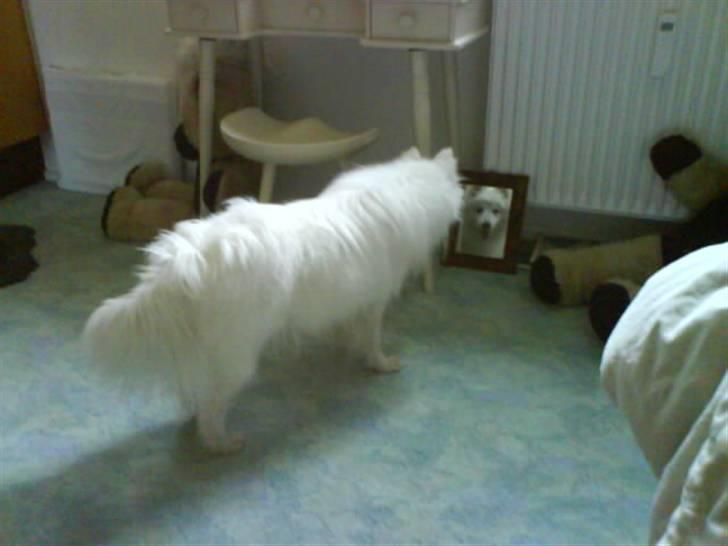 Japansk spids Pan - Pan foran "sit" spejl - forhåbentlig en go hårdag billede 6