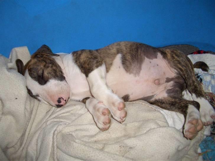 Bullterrier Ecko c",) - ZzzzzzzzzzzZZZZZZZzzzzzzzz billede 17