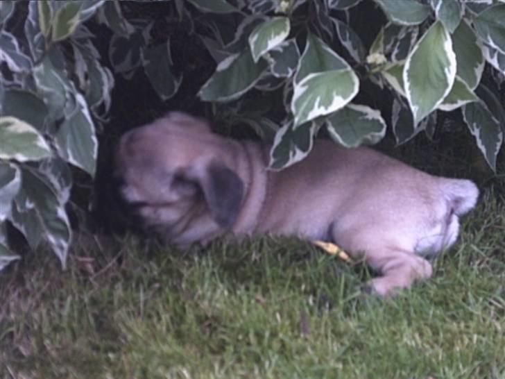 Mops Malou - Malou leger under træet billede 13