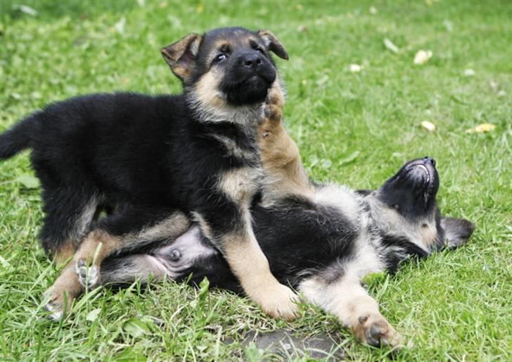 Schæferhund Luka - Det er Luka der "langer en lige højre" :) billede 1