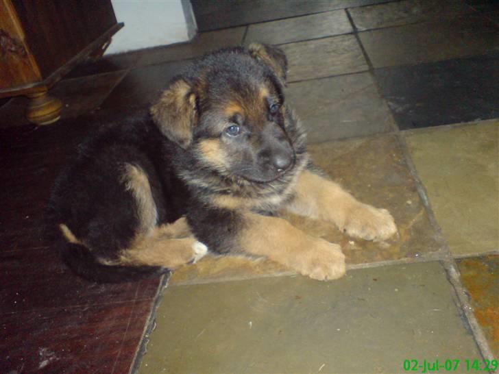 Schæferhund Luka - Ligger lige og tager en slapper billede 2