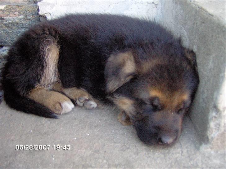 Schæferhund Luka - Så soves der billede 3