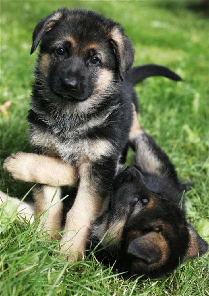 Schæferhund Luka - Hai :-) billede 4