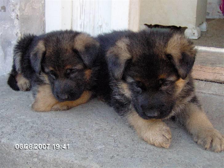 Schæferhund Luka - Det er Luka der ligger forrest. de har fundet noget spændende :-) billede 5