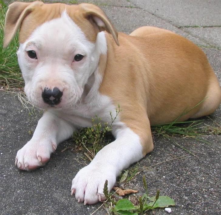 Amerikansk staffordshire terrier Northern Amstaffs Fuji billede 1