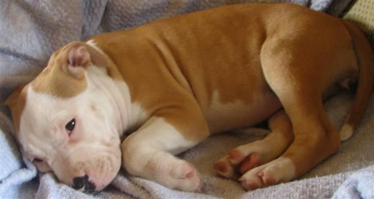 Amerikansk staffordshire terrier Northern Amstaffs Fuji billede 2