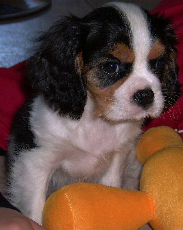 Cavalier king charles spaniel Townfield's Tony-Skott - Her var han vist 13-14 uger gammelt billede 1