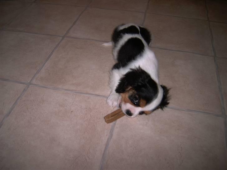 Cavalier king charles spaniel Townfield's Tony-Skott - Der var han en lille pus :) billede 2