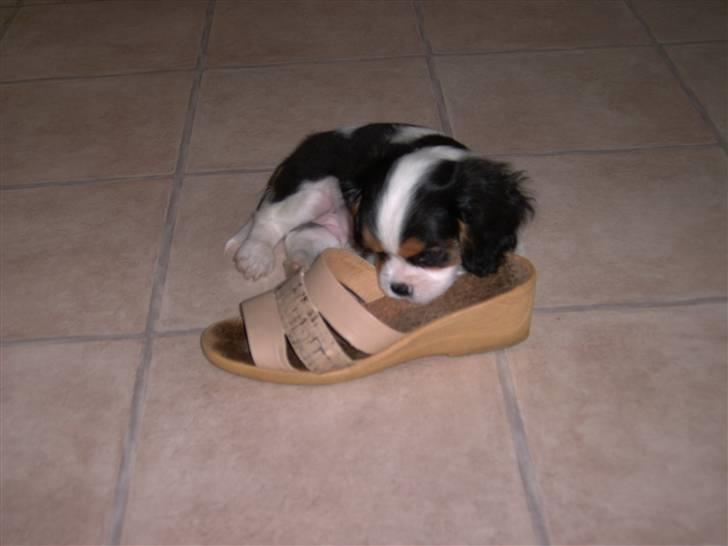Cavalier king charles spaniel Townfield's Tony-Skott - Den første sko han stjal, hehe billede 3