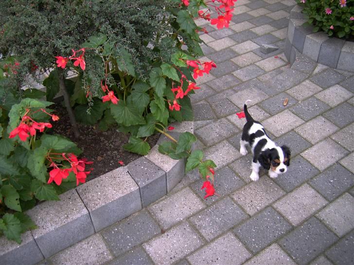 Cavalier king charles spaniel Townfield's Tony-Skott - Udenfor billede 4
