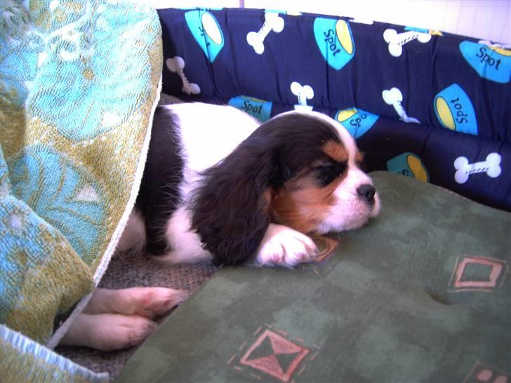 Cavalier king charles spaniel Townfield's Tony-Skott - Putte sove :) billede 5