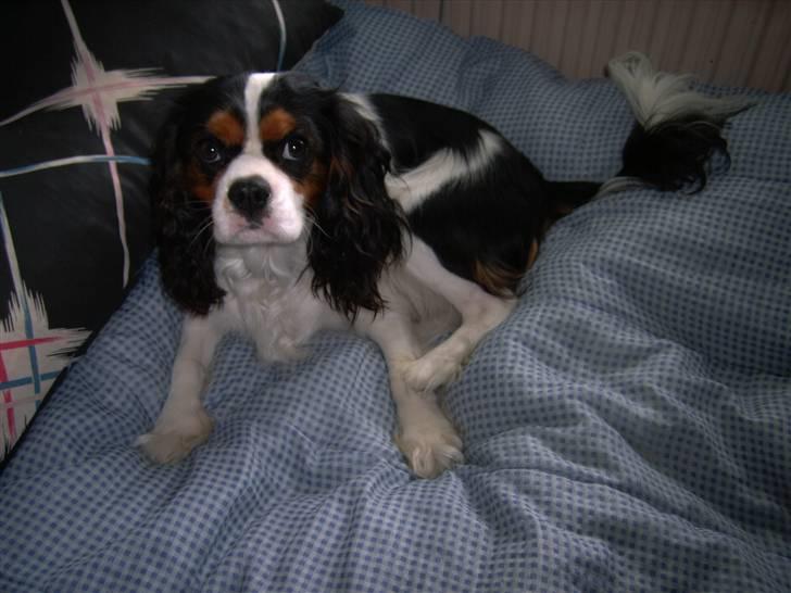 Cavalier king charles spaniel Townfield's Tony-Skott - ja, så er han vokset :D, den er taget for 2 dage siden (D. 24/07) billede 6