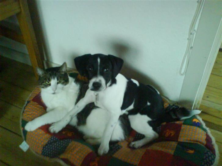 Dansk svensk gaardhund Rocky - Herman er så dejlig at ligge på :-D billede 14