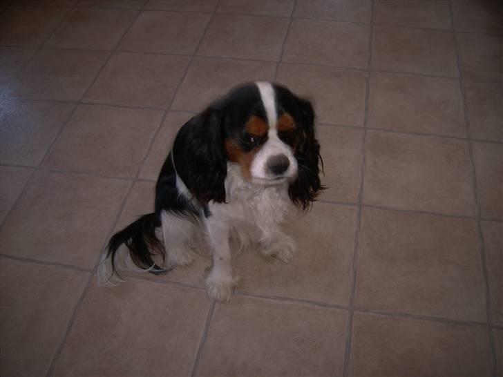 Cavalier king charles spaniel Townfield's Tony-Skott - sit, det var gooooodt :) billede 7