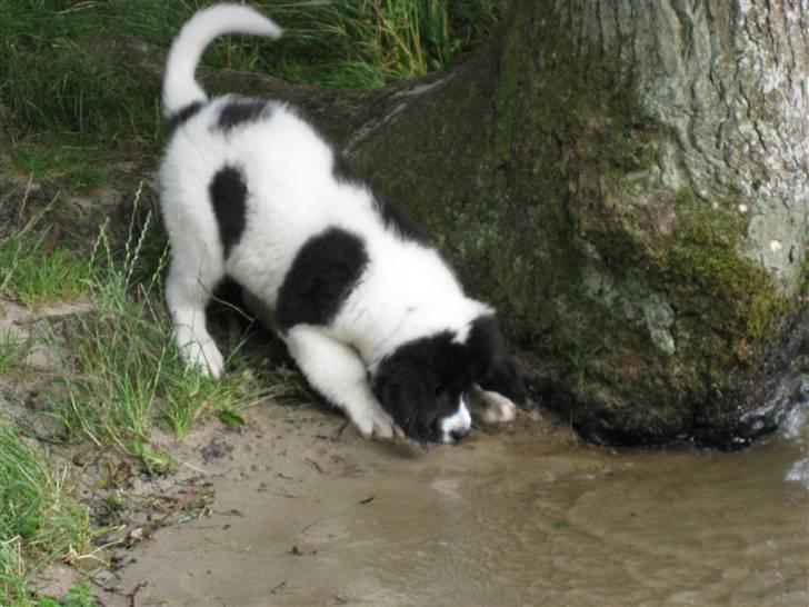 Landseer Ludwig *R.I.P.* - Ludwigs første besøg ved vand i Danmark! billede 18