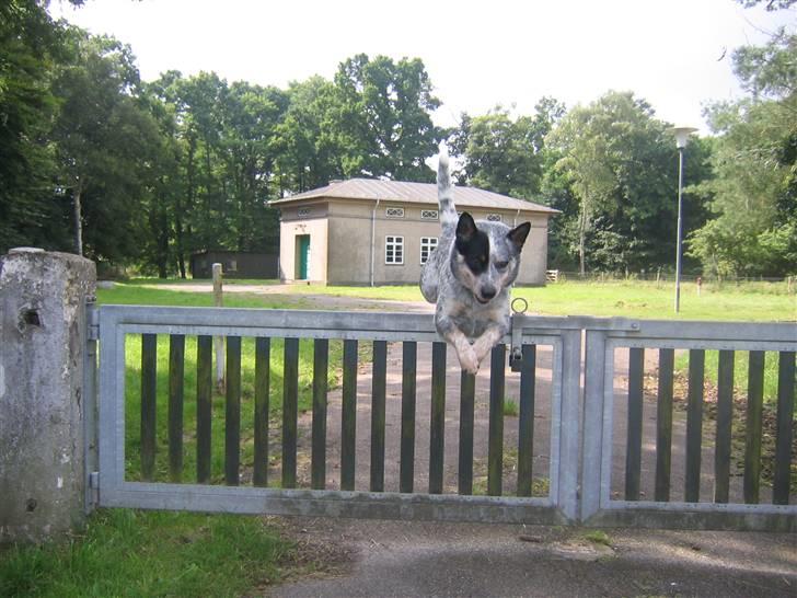 Australsk cattledog Pargus - Spring over låge - omgivelserne i vores landskab er fuld af gratis agilityforhindringer, der bare venter på at blive brugt, selvom det ikke altid er nemt at være hundefører og fotograf samtidig. billede 20