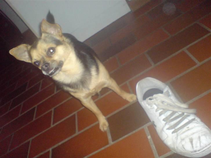 Blanding af racer Amigo billede 12