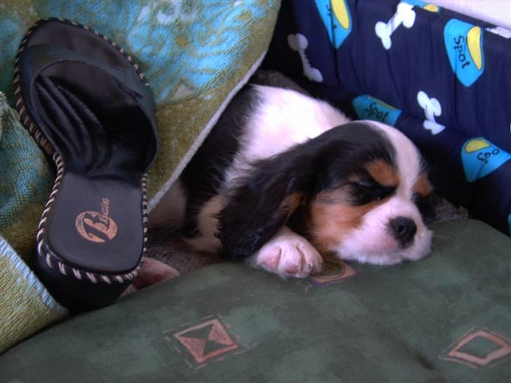 Cavalier king charles spaniel Townfield's Tony-Skott billede 8