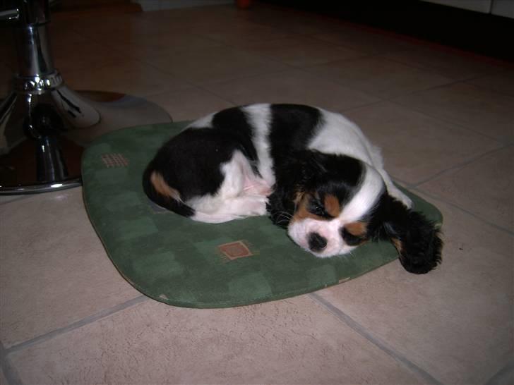 Cavalier king charles spaniel Townfield's Tony-Skott billede 9