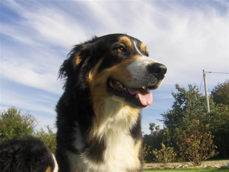 Blanding af racer Freja - Freja september 2007 billede 1