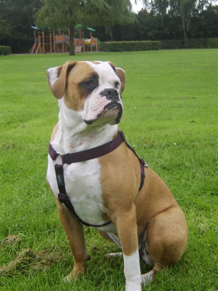 Amerikansk bulldog Ida aka Amagerpigen f. - Er jeg for lækker????? billede 1