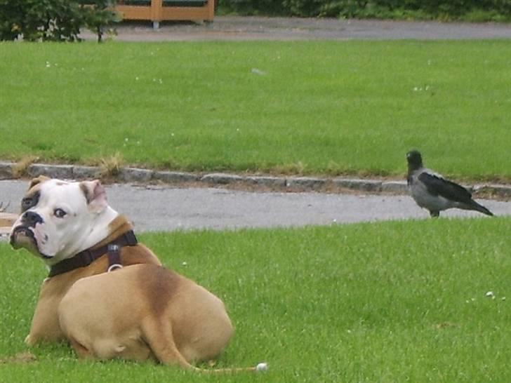 Amerikansk bulldog Ida aka Amagerpigen f. - Måske jeg kan nappe den å.......fugl??? billede 2