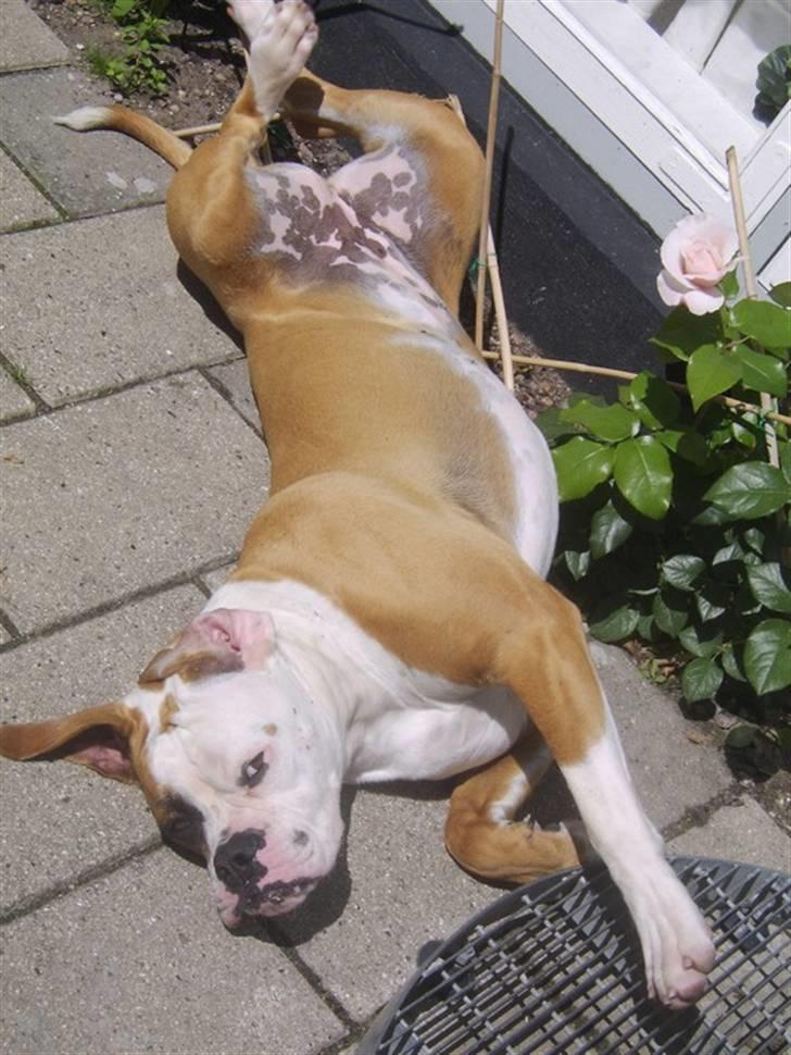 Amerikansk bulldog Ida aka Amagerpigen f. - En middagslur i solen... billede 3