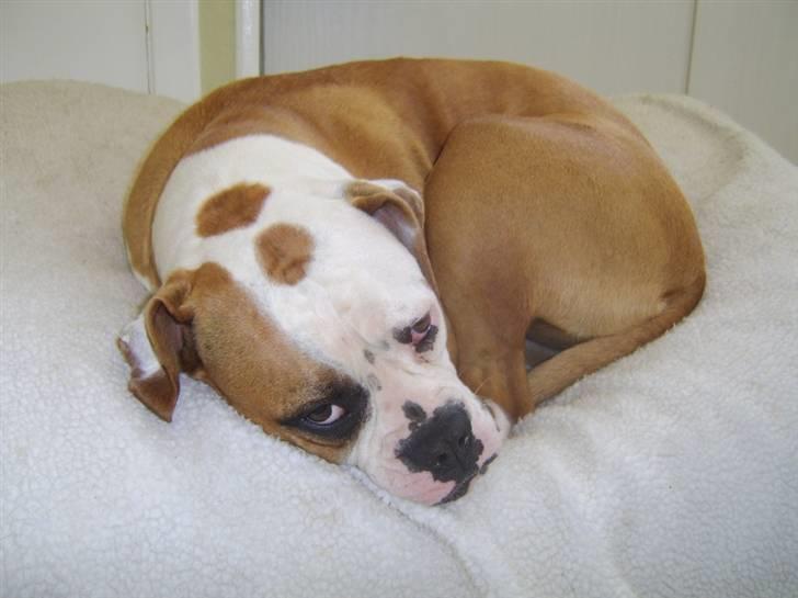 Amerikansk bulldog Ida aka Amagerpigen f. - JEG LIGGER OG SOVER - HVORFOR SKAL JEG FORSTYRRES?????? billede 4