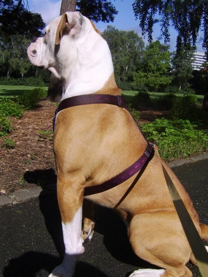 Amerikansk bulldog Ida aka Amagerpigen f. - JEG KAN SE EN HUND - EN DER MÅSKE VIL LEGE?????? billede 5