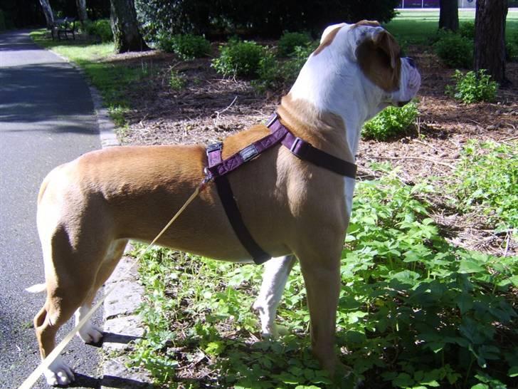 Amerikansk bulldog Ida aka Amagerpigen f. - DET GÆLDER OM AT HOLDE SIG ORIENTERET.... billede 6