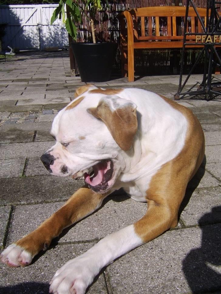 Amerikansk bulldog Ida aka Amagerpigen f. - TRÆT ER MAN VEL ENGANG IMELLEM...???? billede 7