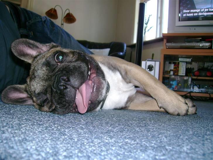 Fransk bulldog Kento billede 11