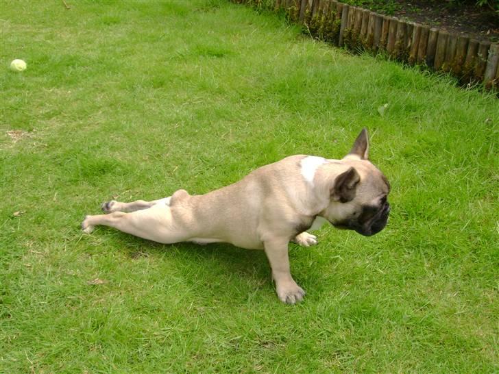 Fransk bulldog Kento - Træner lige lidt billede 13