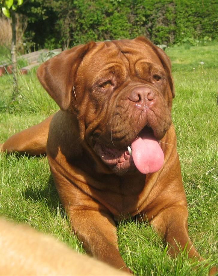 Dogue de bordeaux Clio - Clio - 22 mdr. gammel billede 1