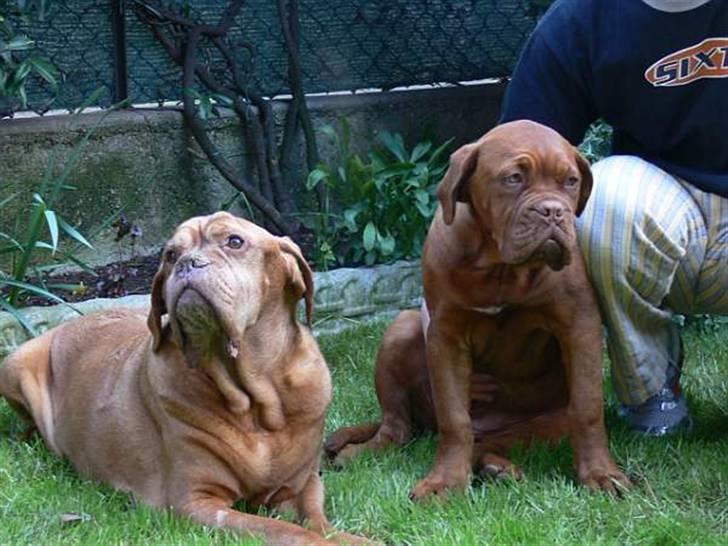 Dogue de bordeaux Clio - Clio (4½ md.) sammen med sin 12½ årige tip-tip-tip oldemor. billede 3