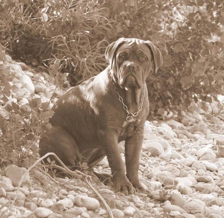 Dogue de bordeaux Calypso - Calypso - her 6 mdr. gammel billede 1