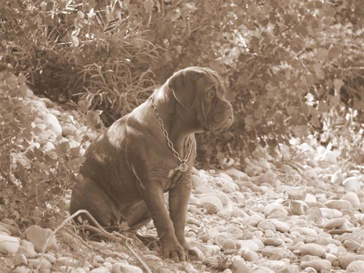 Dogue de bordeaux Calypso billede 2