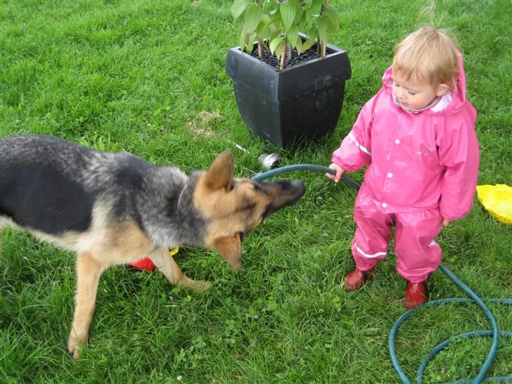Schæferhund Lica - Emilie og jeg elsker når vi må lege med vand:-) billede 18