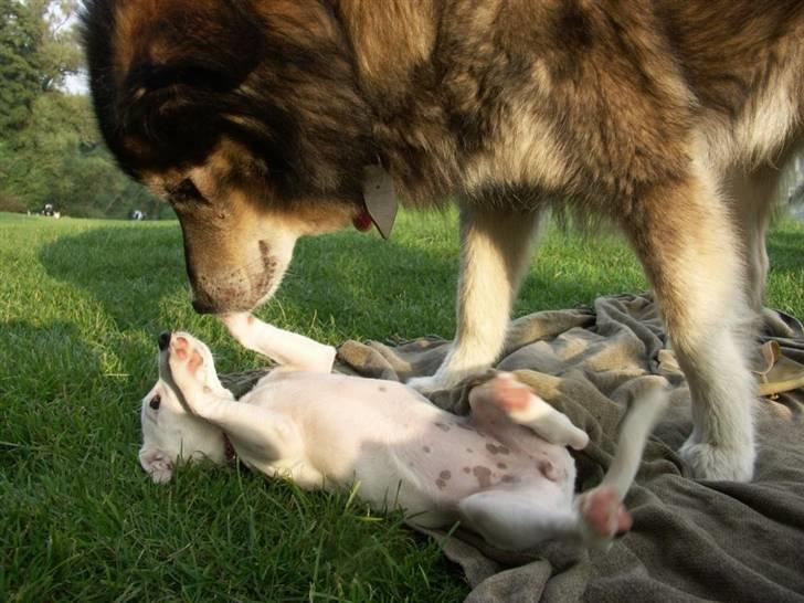 Jack russell terrier Lola - "Yes yes, jeg overgiver mig - har vidst ikke noget valg, hi hi" billede 11