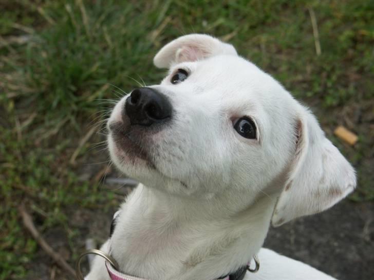 Jack russell terrier Lola - "Jeg sidder pænt nu - får jeg så en godbid?" billede 12