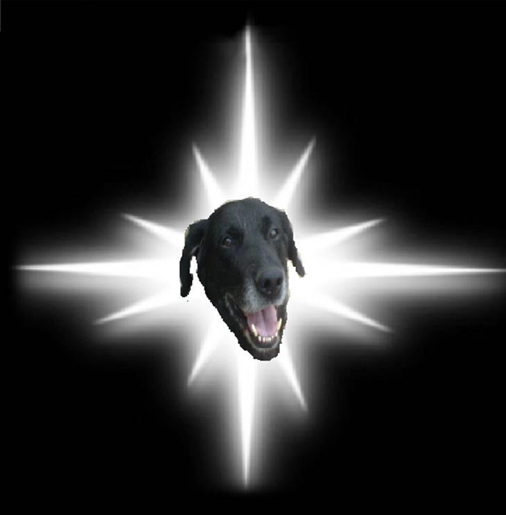 Labrador retriever Mozart >>--(¯`v´¯)->  billede 8