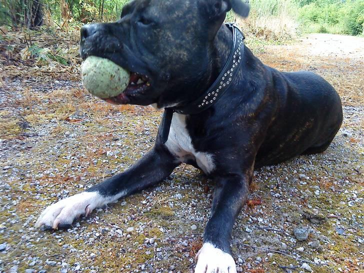 Amerikansk staffordshire terrier Beti billede 13