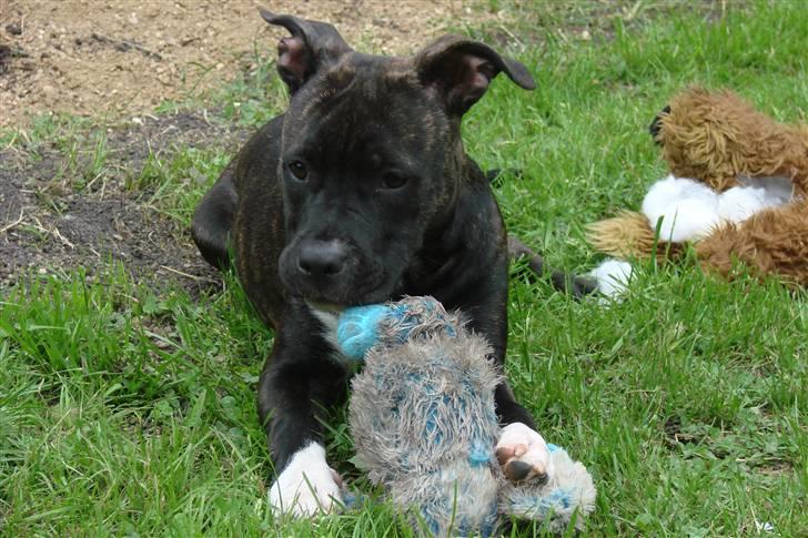 Amerikansk staffordshire terrier Beti billede 14