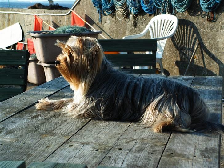 Yorkshire terrier Mia - Her er jeg billede 1