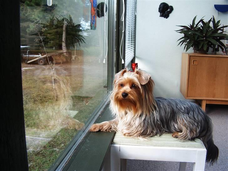 Yorkshire terrier Mia - her vogter jeg billede 2