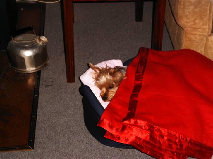 Yorkshire terrier Mia - man kan jo blive træt billede 3